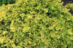 Grow Striking Vintage Gold Chamaecyparis: Care & Tips Safem Fabrication - Precision Engineering & Custom Manufacturing Solutions Grow Striking Vintage Gold Chamaecyparis: Care & Tips | Safem Fabrication - Precision Engineering & Custom Manufacturing Solutions