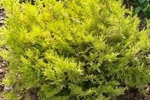 Grow Gorgeous: False Cypress Vintage Gold Secrets Safem Fabrication - Precision Engineering & Custom Manufacturing Solutions Grow Gorgeous: False Cypress Vintage Gold Secrets | Safem Fabrication - Precision Engineering & Custom Manufacturing Solutions