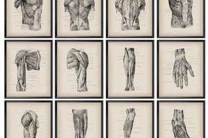 Anatomy's Art: Vintage Anatomy Posters & Prints Safem Fabrication - Precision Engineering & Custom Manufacturing Solutions Anatomy's Art: Vintage Anatomy Posters & Prints | Safem Fabrication - Precision Engineering & Custom Manufacturing Solutions
