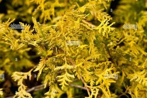 Grow Gorgeous Gold: Vintage Gold False Cypress Care Vintage Treasures: Discover Rare Antiques, Collectibles & Retro Finds Grow Gorgeous Gold: Vintage Gold False Cypress Care | Vintage Treasures: Discover Rare Antiques, Collectibles & Retro Finds