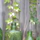 Buy Antique Green Glass Bottles: Collectibles & More! | Vintage Treasures: Discover Rare Antiques, Collectibles & Retro Finds