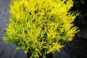 Why Choose: Vintage Gold Cypress Uses & Care Vintage Treasures: Discover Rare Antiques, Collectibles & Retro Finds Why Choose: Vintage Gold Cypress Uses & Care | Vintage Treasures: Discover Rare Antiques, Collectibles & Retro Finds