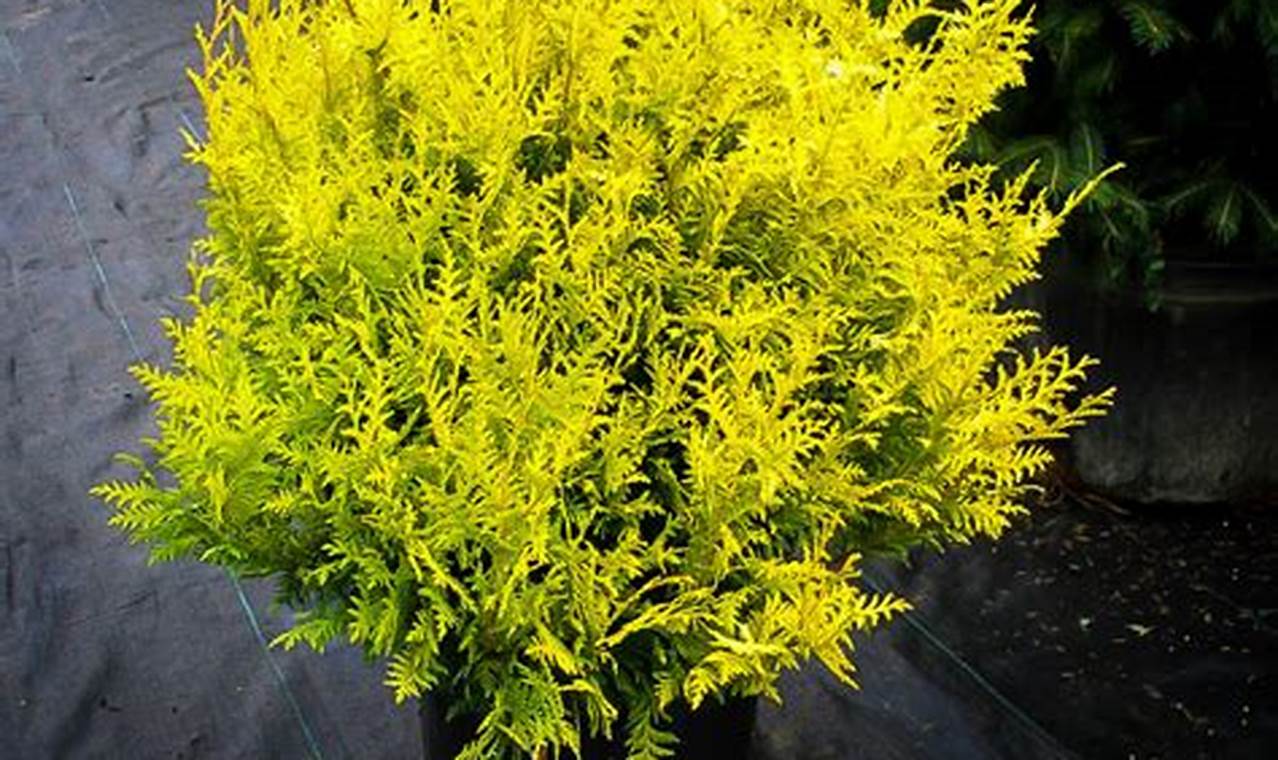 Why Choose: Vintage Gold Cypress Uses & Care Vintage Treasures: Discover Rare Antiques, Collectibles & Retro Finds Why Choose: Vintage Gold Cypress Uses & Care | Vintage Treasures: Discover Rare Antiques, Collectibles & Retro Finds