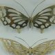 Antique Vintage Brass Butterflies: Decor & More | Vintage Treasures: Discover Rare Antiques, Collectibles & Retro Finds