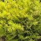 Grow Gorgeous: False Cypress Vintage Gold Secrets | Vintage Treasures: Discover Rare Antiques, Collectibles & Retro Finds