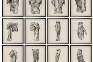 Anatomy's Art: Vintage Anatomy Posters & Prints Vintage Treasures: Discover Rare Antiques, Collectibles & Retro Finds Anatomy's Art: Vintage Anatomy Posters & Prints | Vintage Treasures: Discover Rare Antiques, Collectibles & Retro Finds