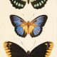 Shop Antique Vintage Butterfly Art Prints Decor | Vintage Treasures: Discover Rare Antiques, Collectibles & Retro Finds