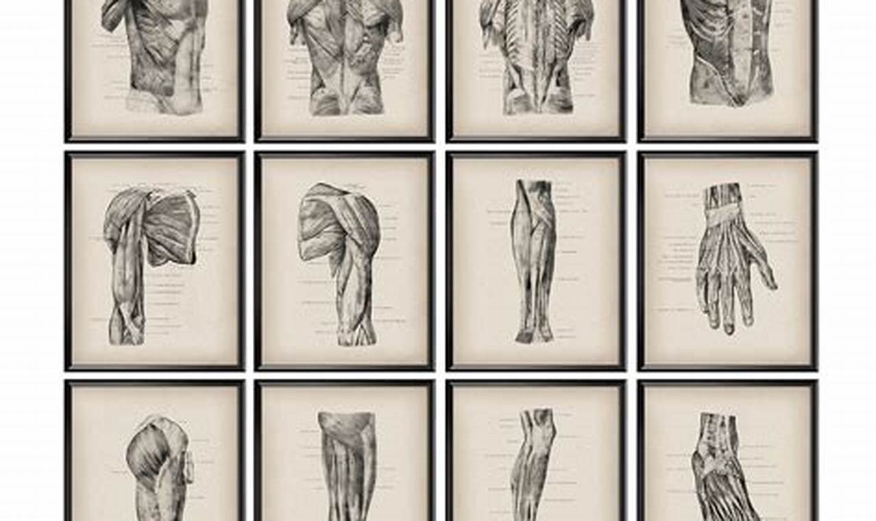 Explore: Anatomy Vintage Posters & Art Prints Vintage Treasures: Discover Rare Antiques, Collectibles & Retro Finds Explore: Anatomy Vintage Posters & Art Prints | Vintage Treasures: Discover Rare Antiques, Collectibles & Retro Finds