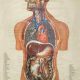 Anatomy Art: Vintage Anatomical Posters Prints Decor | Vintage Treasures: Discover Rare Antiques, Collectibles & Retro Finds