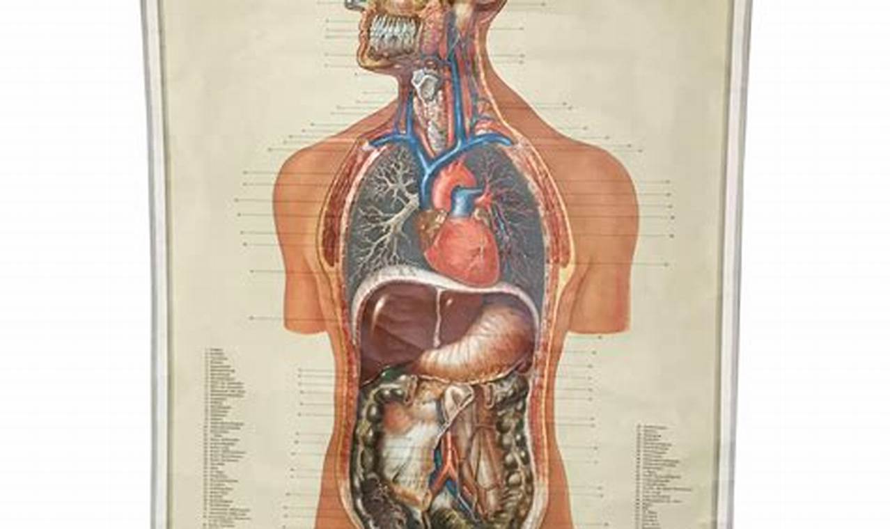 Anatomy Art: Vintage Anatomical Posters Prints Decor | Vintage Treasures: Discover Rare Antiques, Collectibles & Retro Finds