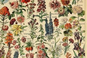 Buy Vintage Botany Posters Online: Art & Science! Vintage Treasures: Discover Rare Antiques, Collectibles & Retro Finds Buy Vintage Botany Posters Online: Art & Science! | Vintage Treasures: Discover Rare Antiques, Collectibles & Retro Finds