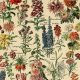 Buy Vintage Botany Posters Online: Art & Science! | Vintage Treasures: Discover Rare Antiques, Collectibles & Retro Finds