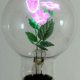 Shop Retro Floral Bulbs: Vintage Light Bulbs with Flowers Inside | Vintage Treasures: Discover Rare Antiques, Collectibles & Retro Finds