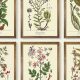 Timeless Beauty: Vintage Botanical Wall Art Prints | Vintage Treasures: Discover Rare Antiques, Collectibles & Retro Finds