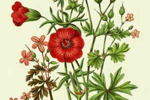 Timeless Vintage Botanical Art Prints & Decor | Vintage Treasures: Discover Rare Antiques, Collectibles & Retro Finds