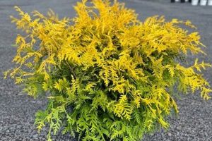 Buy Chamaecyparis Vintage Gold: Care &amp; Gold Tips! | Vintage Treasures: Discover Rare Antiques, Collectibles & Retro Finds