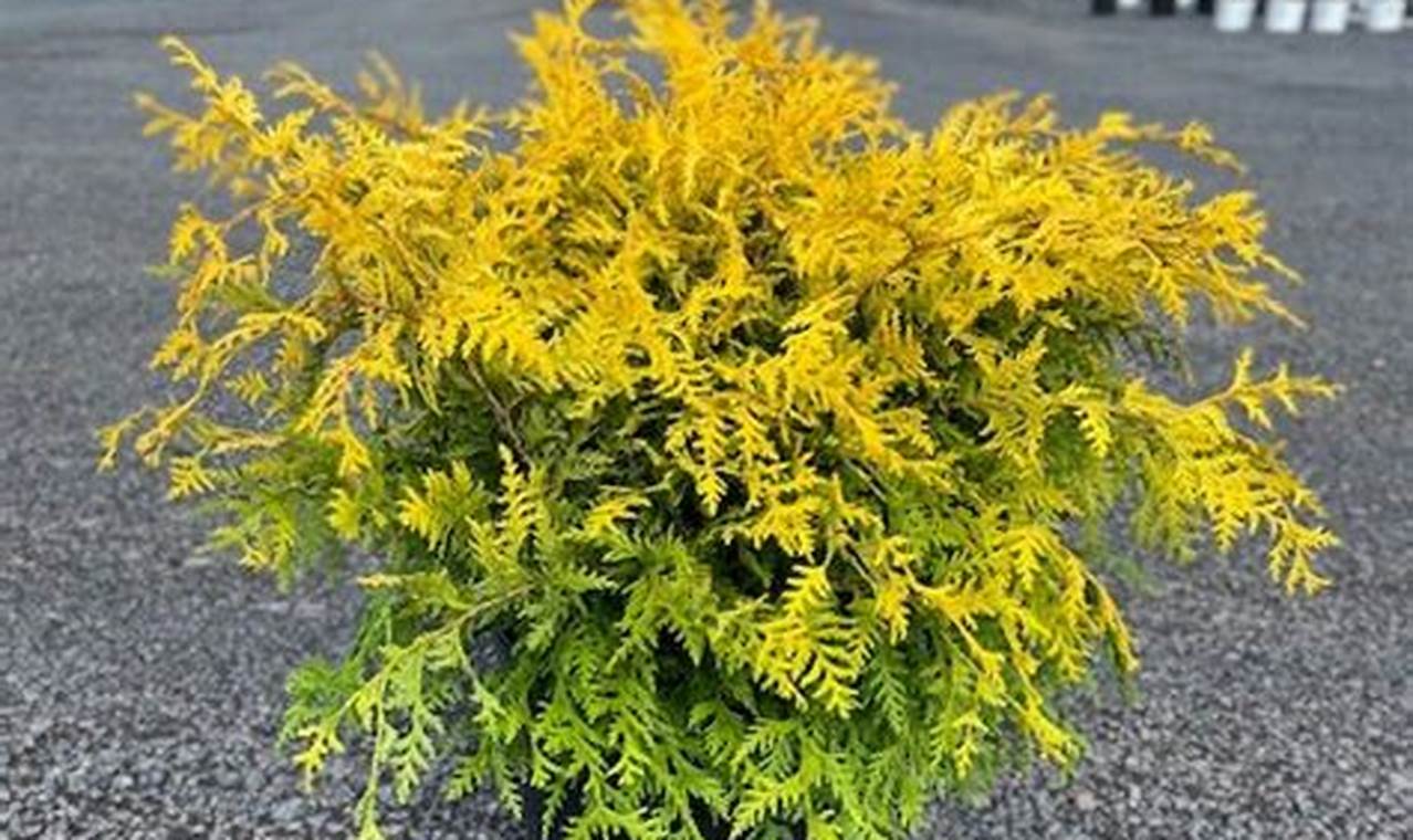 Buy Chamaecyparis Vintage Gold: Care & Gold Tips! Vintage Treasures: Discover Rare Antiques, Collectibles & Retro Finds Buy Chamaecyparis Vintage Gold: Care & Gold Tips! | Vintage Treasures: Discover Rare Antiques, Collectibles & Retro Finds