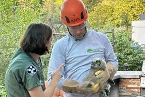 Old-World Vintage Tree Care: Proven Methods & Tips | Vintage Treasures: Discover Rare Antiques, Collectibles & Retro Finds